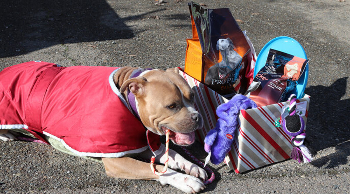 Dog in red coat lies next to holiday gift box.