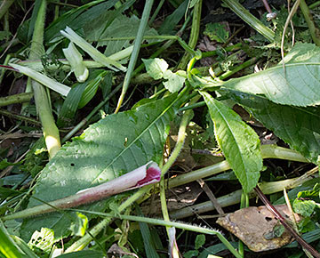 Plants and sticks in the jungle