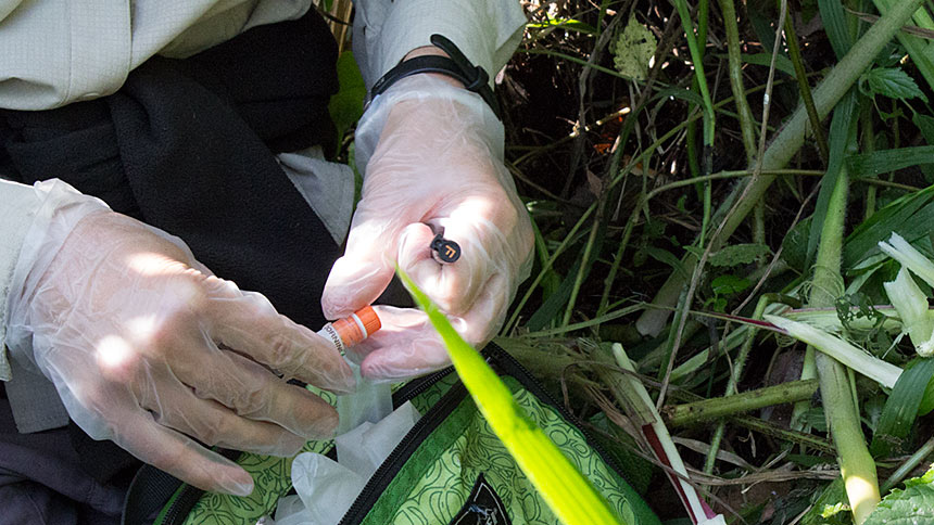 Hands in medical gloves collecting samples in the wild using tubes