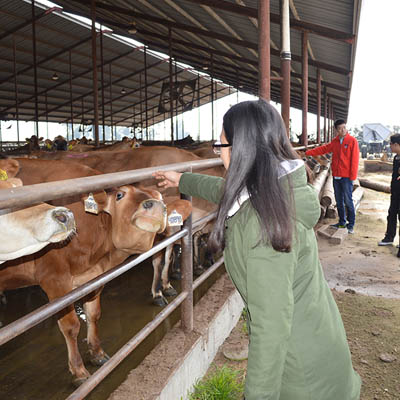 A woman pets the nose of a cow in a dairy barn