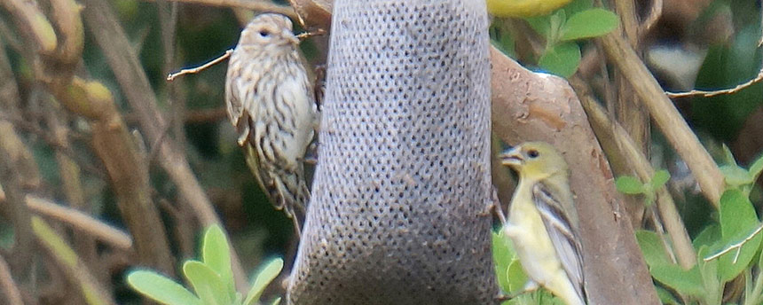 Two birds on a bird-feeder bag