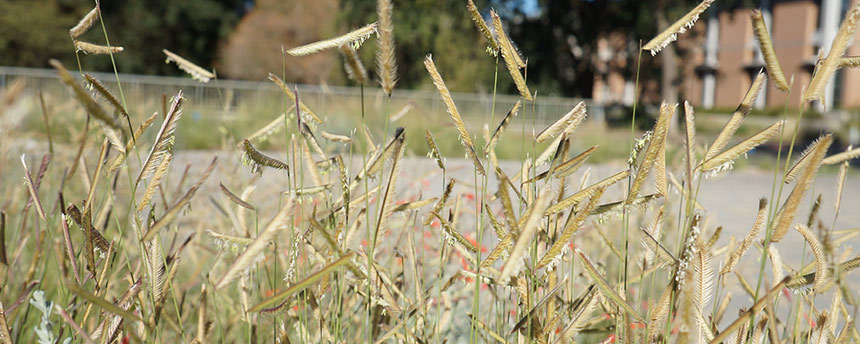 A field of grass