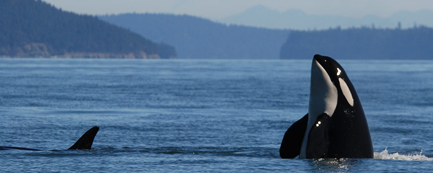 Killer whales surfacing in the ocean