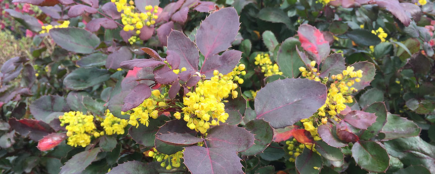 A view of creeping Oregon grape 