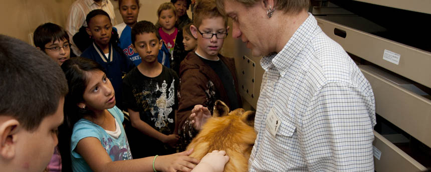 A museum curator holds a preserved fox hide for children to feel