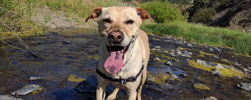 Dog in mountain creek