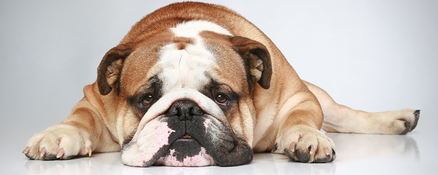 Bulldog laying down with head on floor