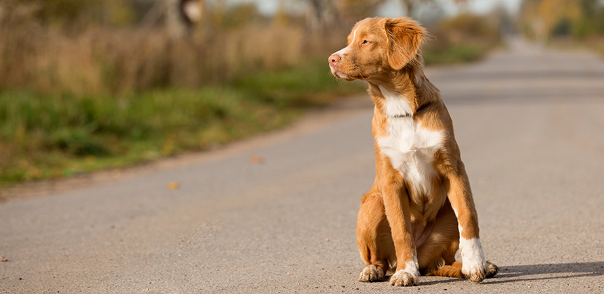 Nova Scotia duck tolling retriever