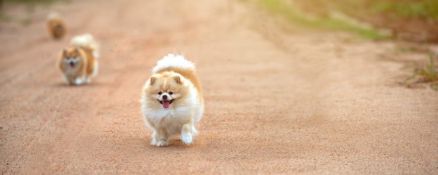 3 Pekinese dogs running up the road toward the camera