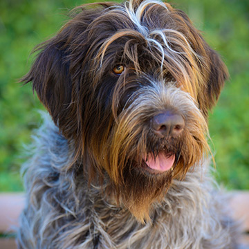 Head shot of a shaggy dog