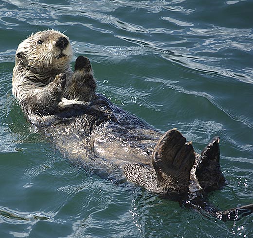 Sea otter