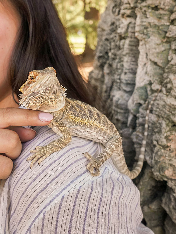 Walter the bearded dragon