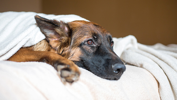 Dog lies on a bed