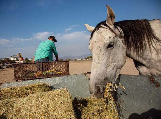 Sergio and horse Grayson