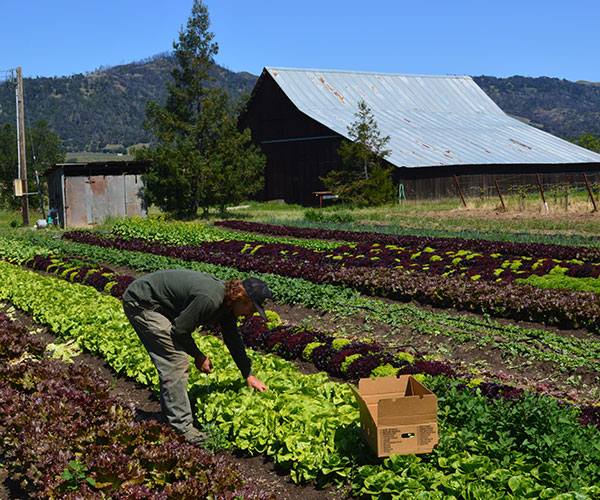 Sammy Tookey tends to his crops