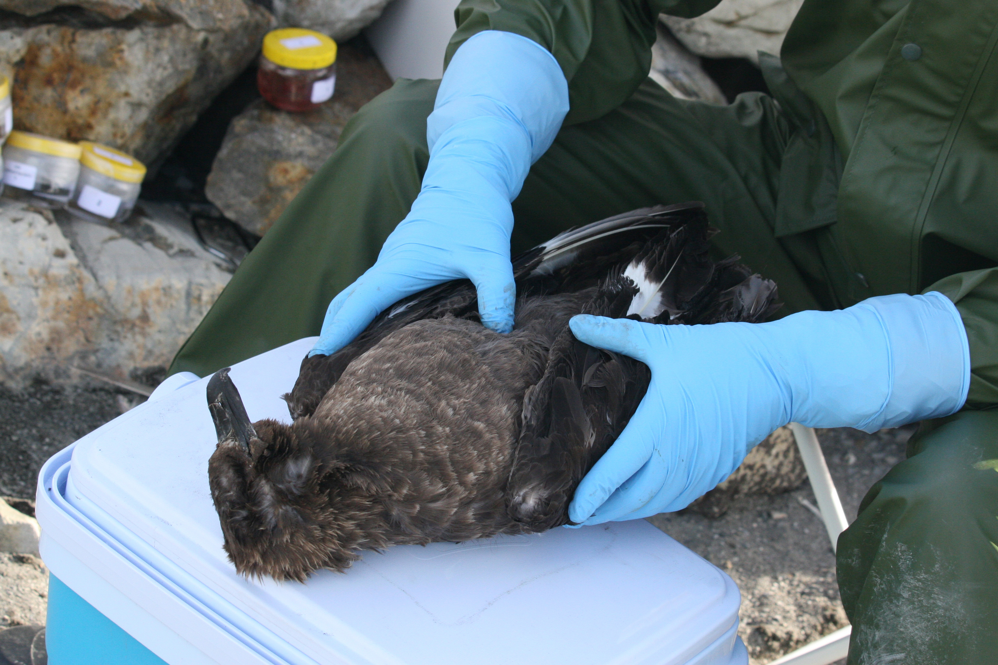 A person in gloves holds a careworn bird on a cooler, surrounded by natural elements.
