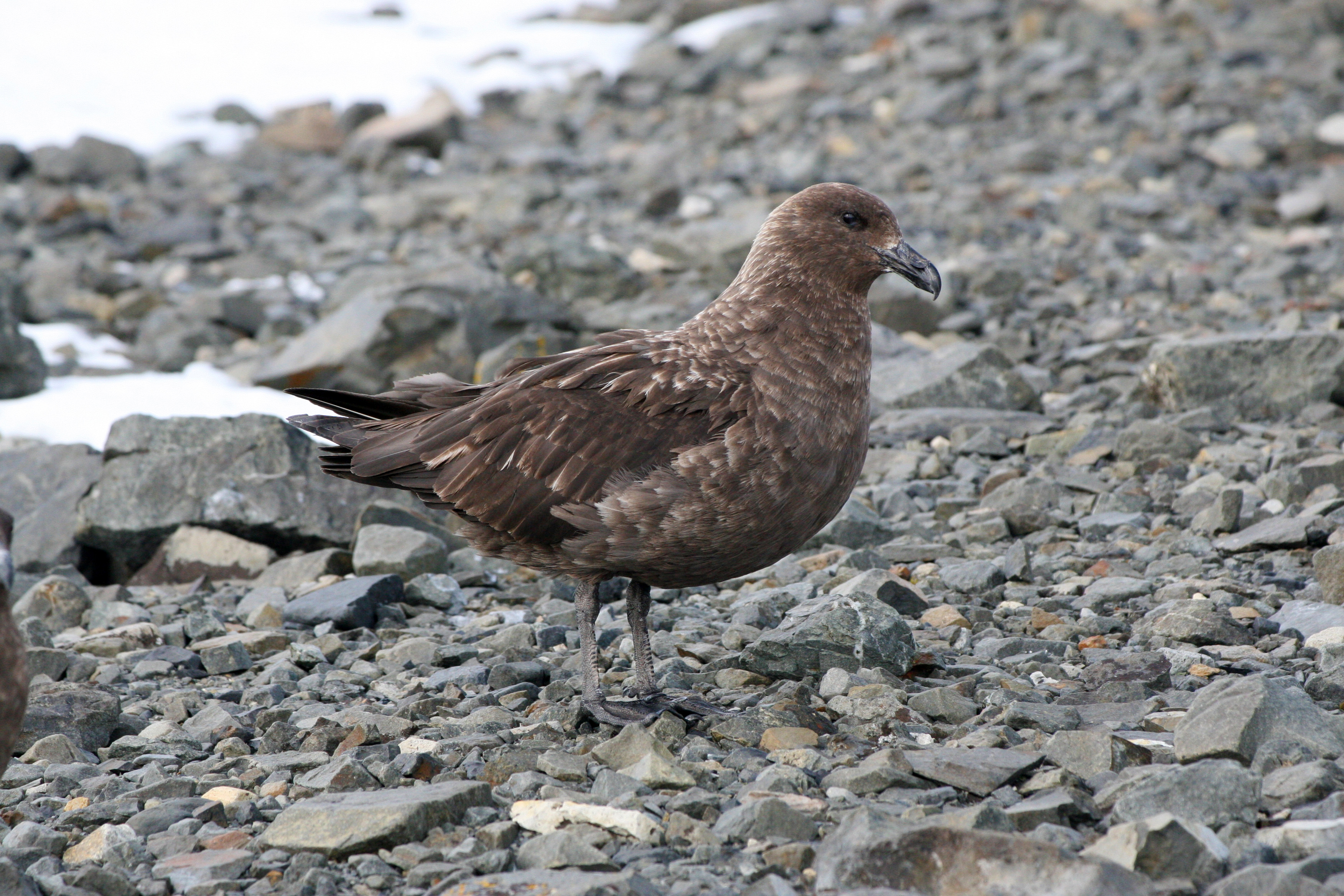 A brown bird, a skua, standing on rocky terrain near water.