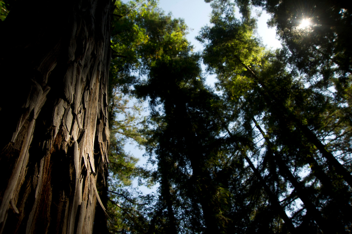 Towering tree trunks and sunlit green canopy seen from below, photo with sunburst