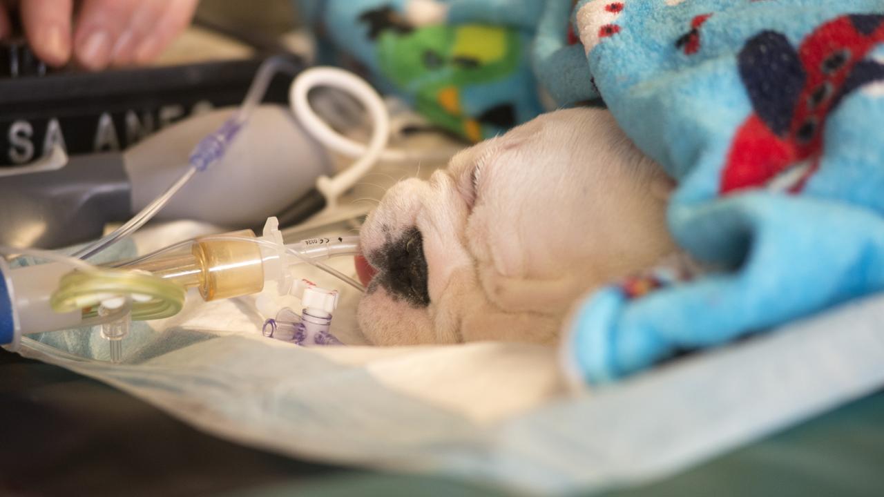 Puppy in surgery