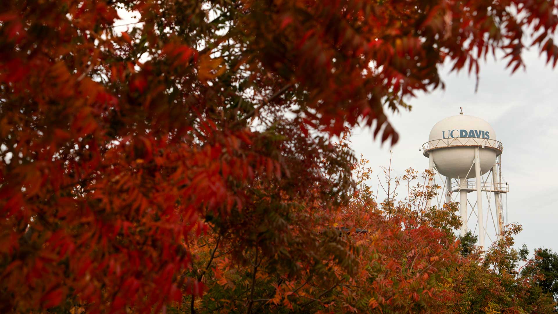 A UC Davis water tower shows through a small opening in red tree leaves.