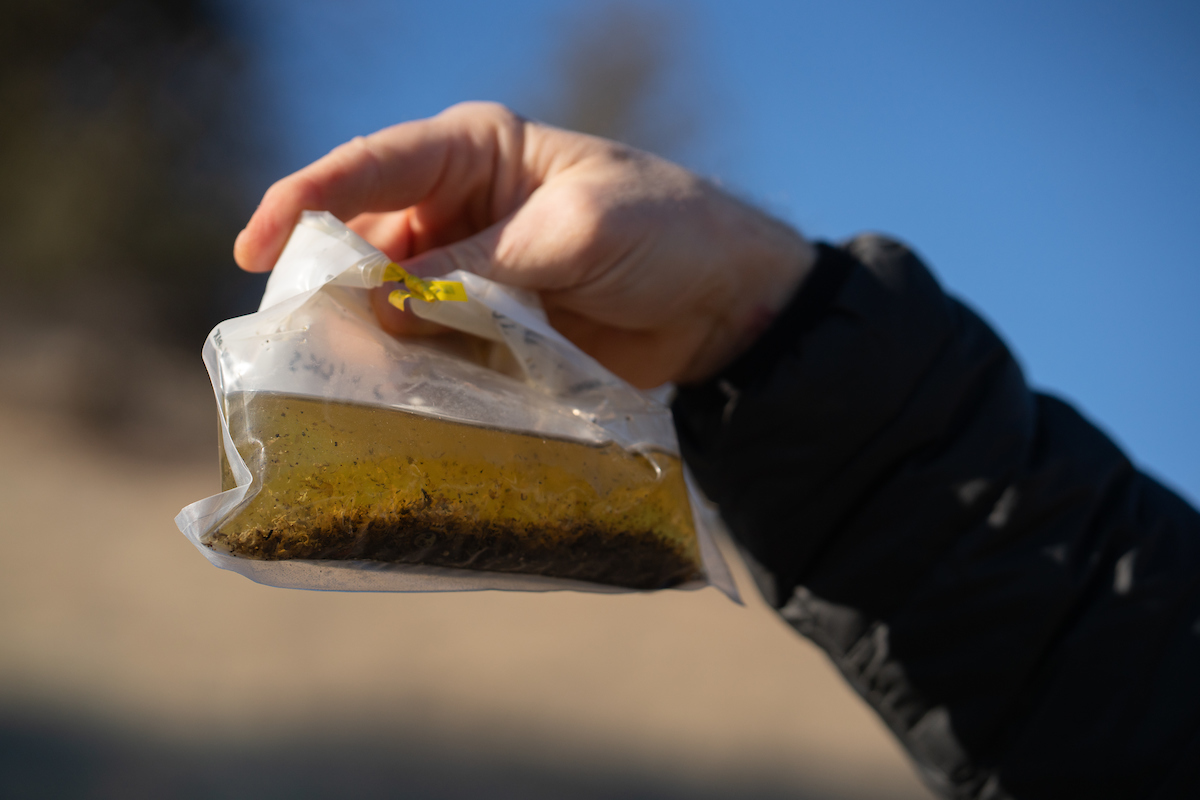 hand with black sleeve holds up aquatic insects inside plastic bag