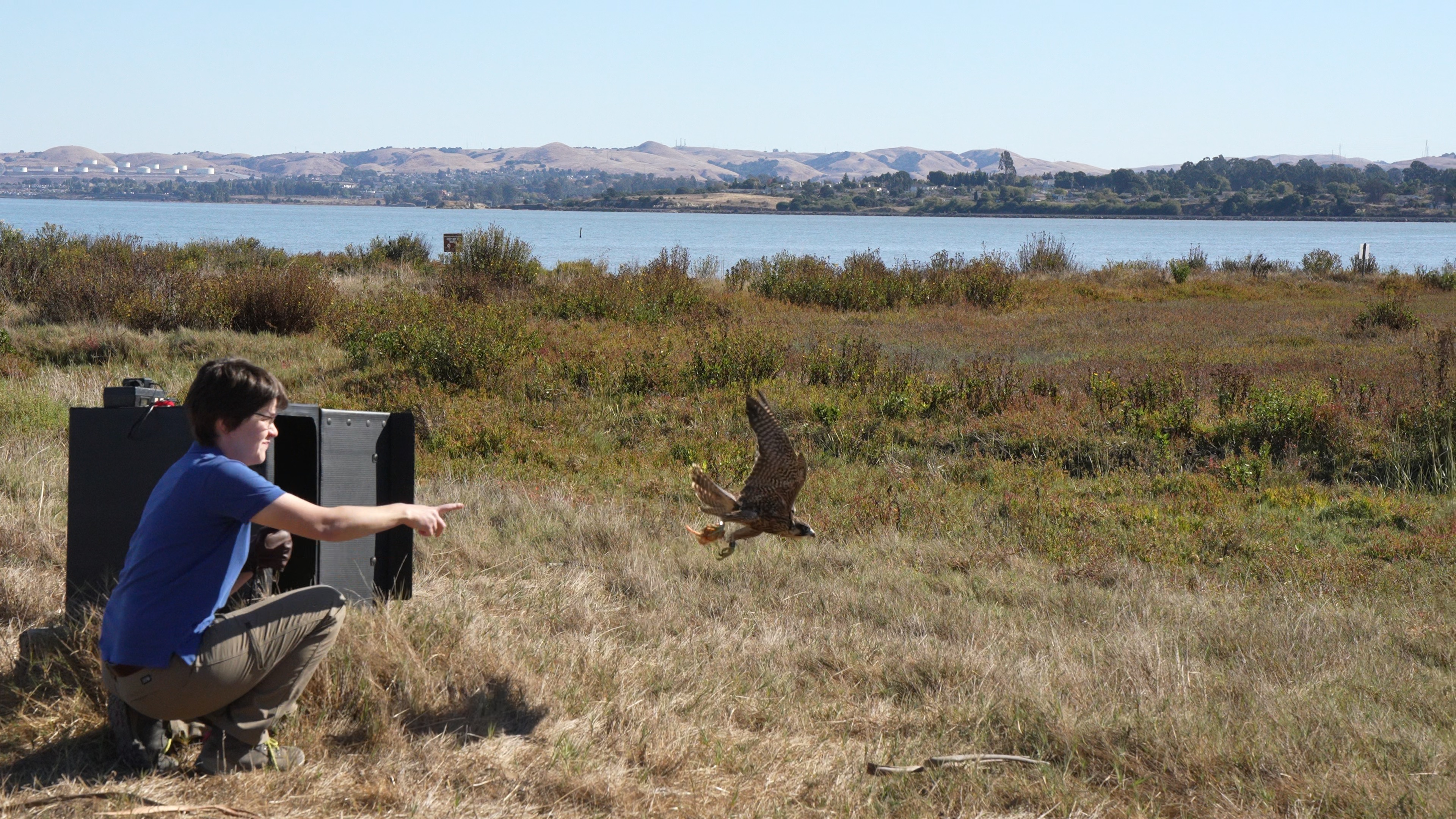 Julie Cotton extends hand as peregrine falcon Nox flies away from box toward fields and water of California's East Bay 