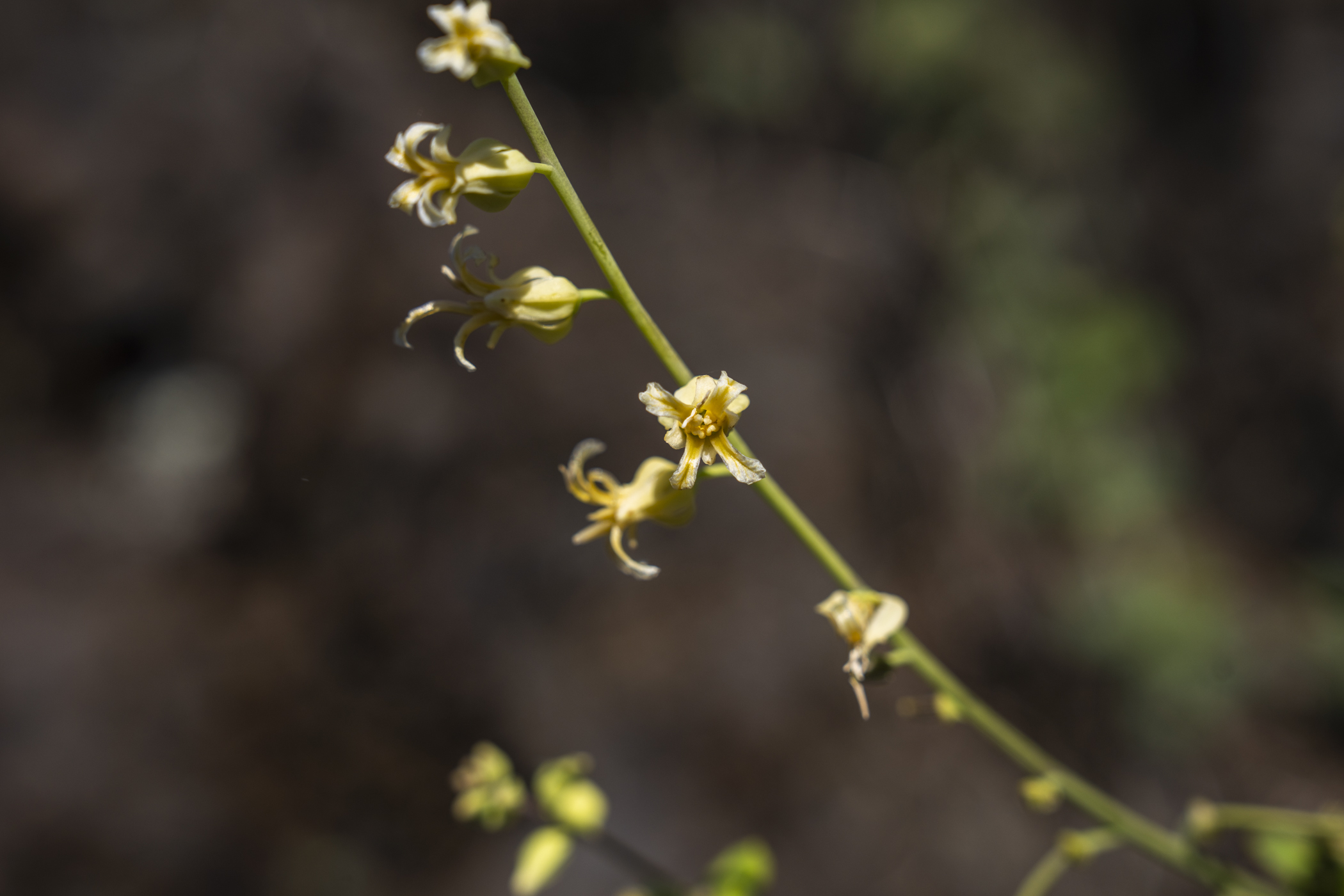 Delicate slender stem of the small yellow mountain jewelflower against a blurred dark background
