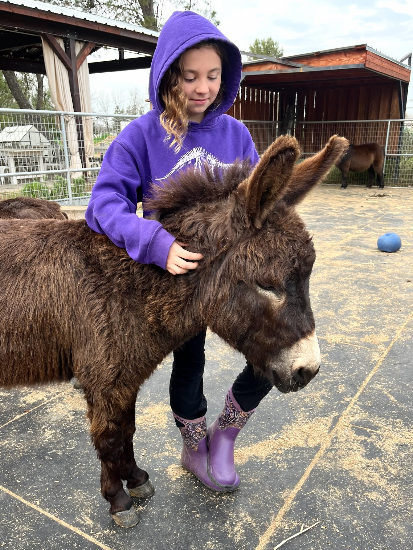 Girl in purple hoodie petting small brown donkey in outdoor pen (photo)