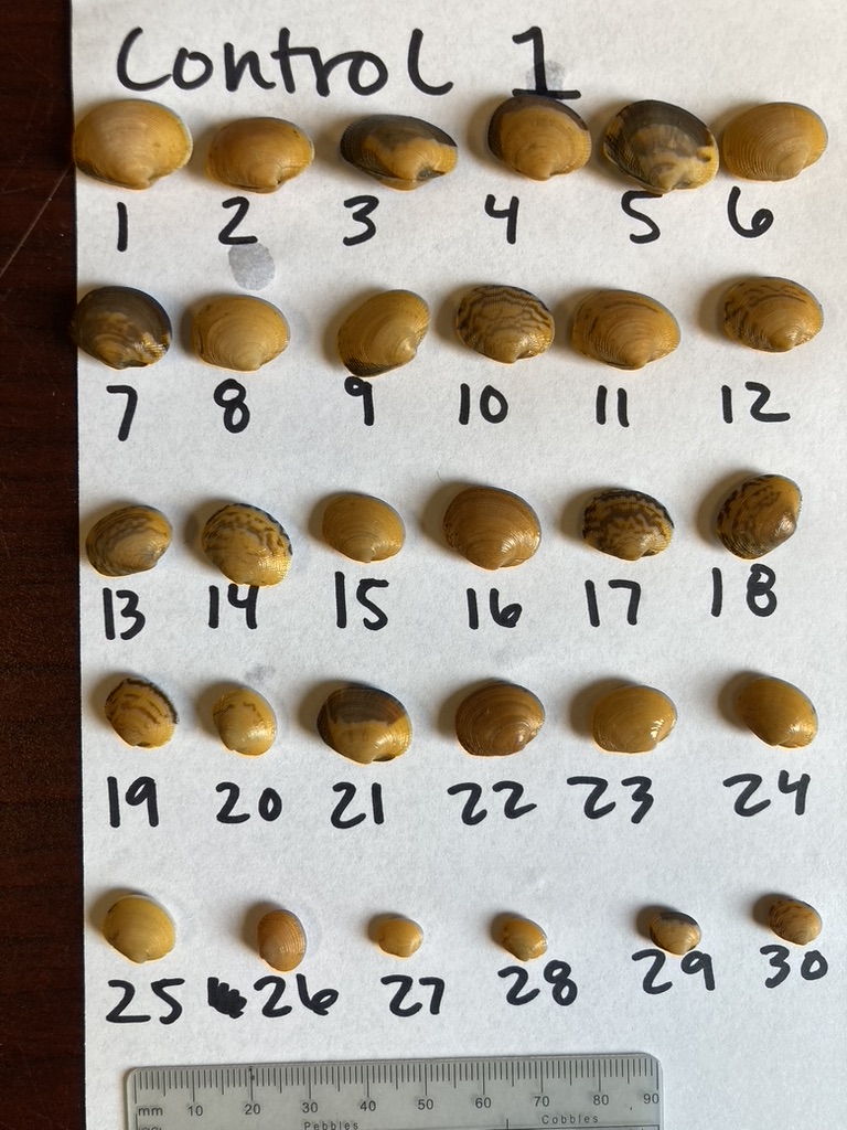 Thirty brown seeds numbered on white paper labeled 'Control 1' with ruler at bottom