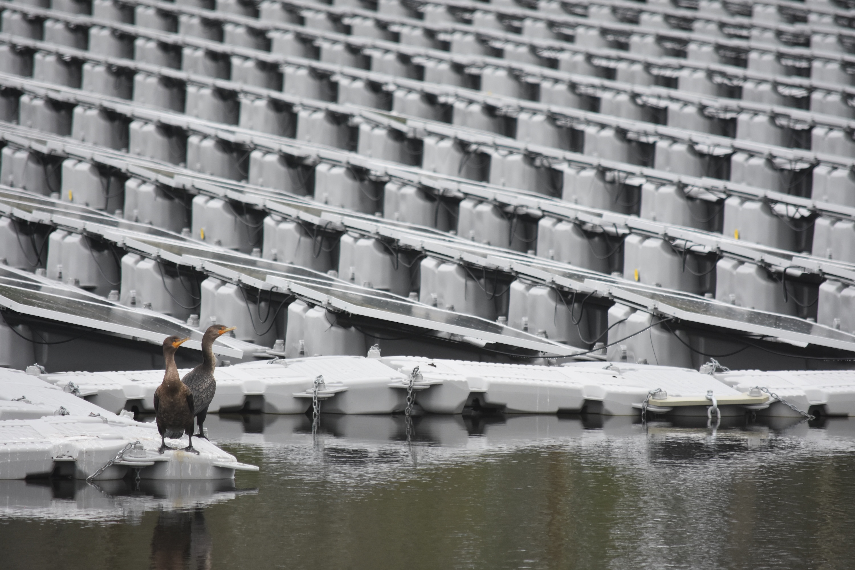 Two cormorants stand beside a black and gray floating solar project next to the water.