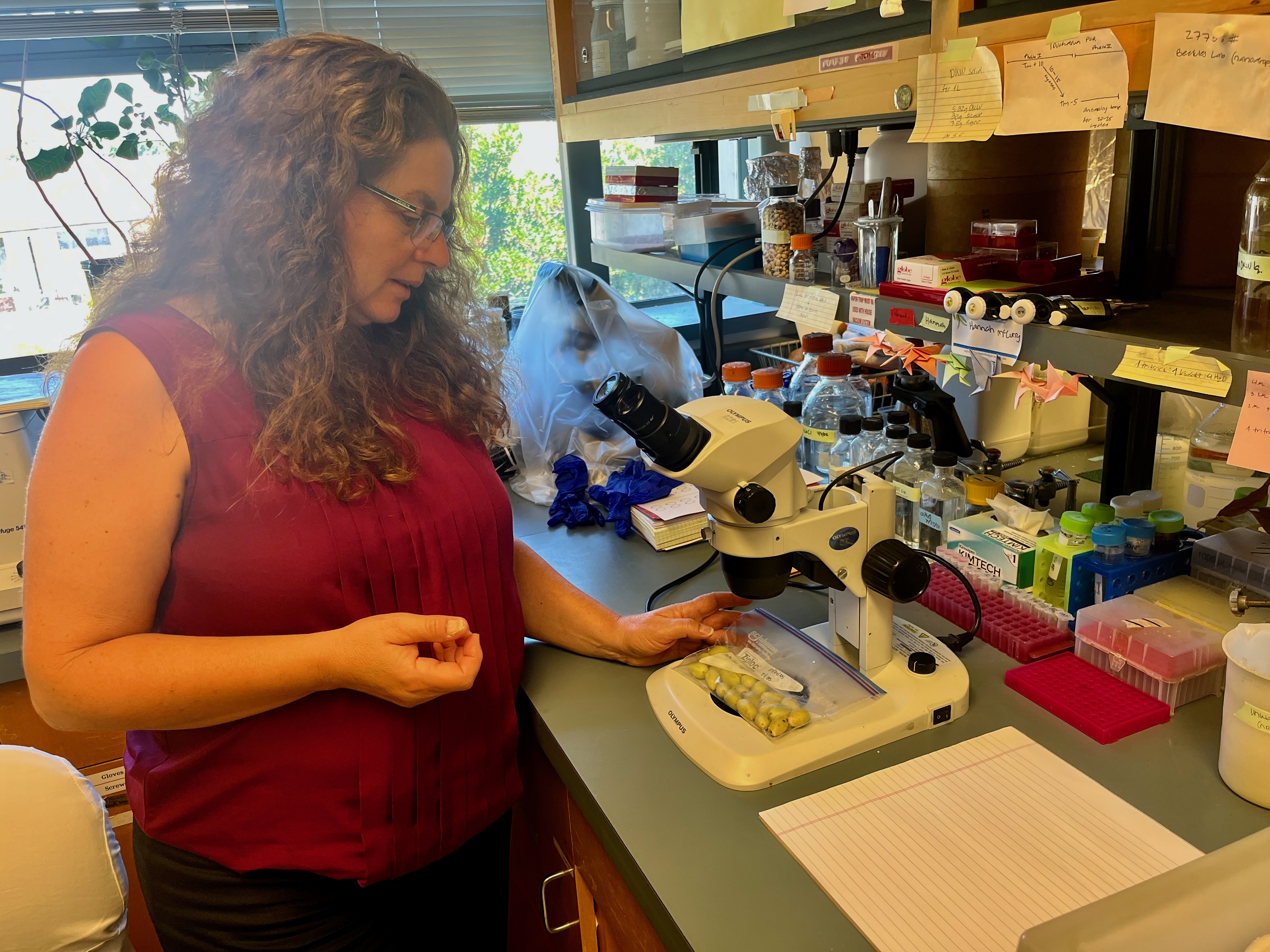 Georgia Drakakaki with pistachios in lab at UC Davis