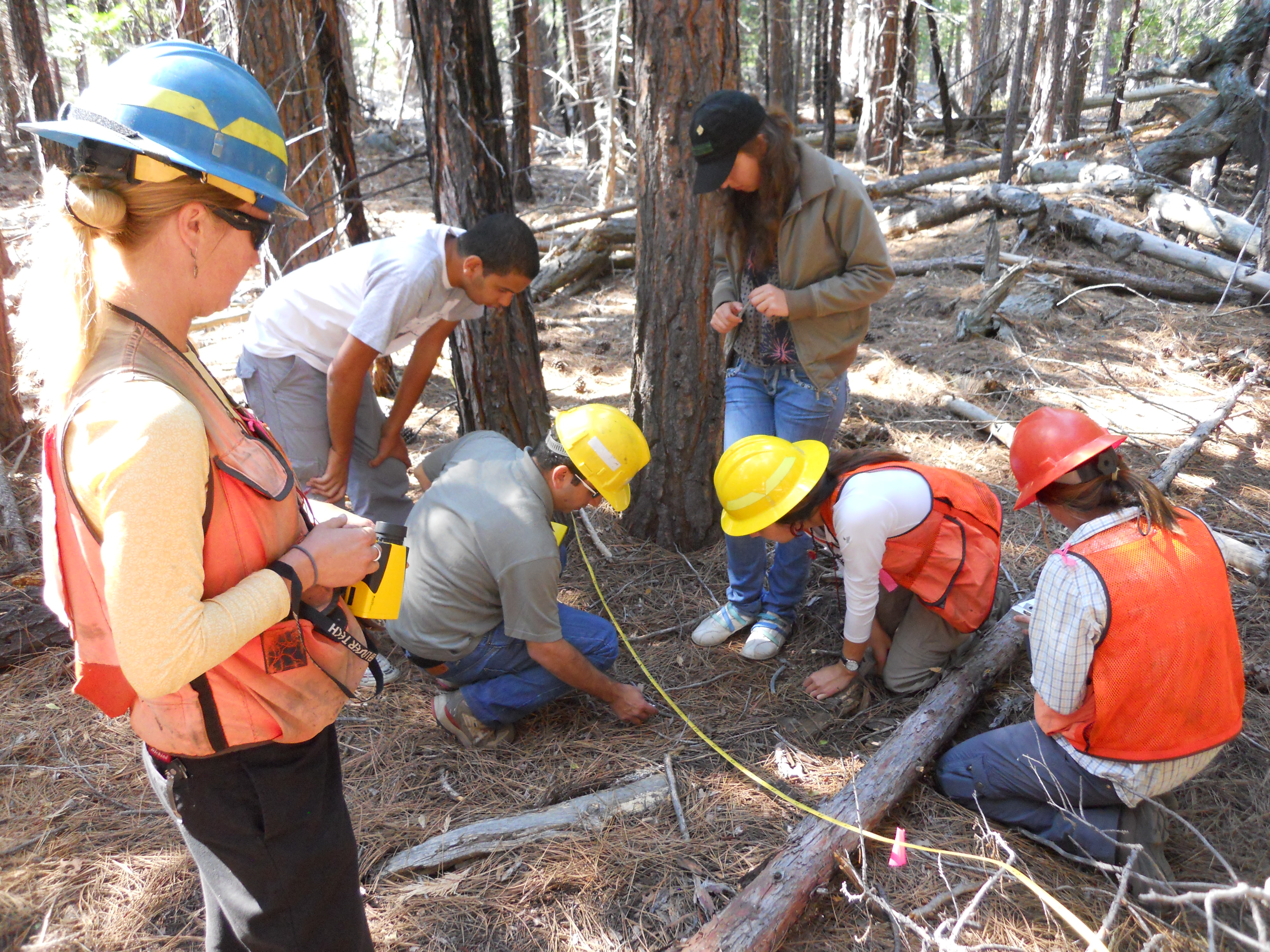 Six researchers, some in yellow hard hats and orange vests use a yellow measuring tape to collect data and observe in a forest at Emerald Bay