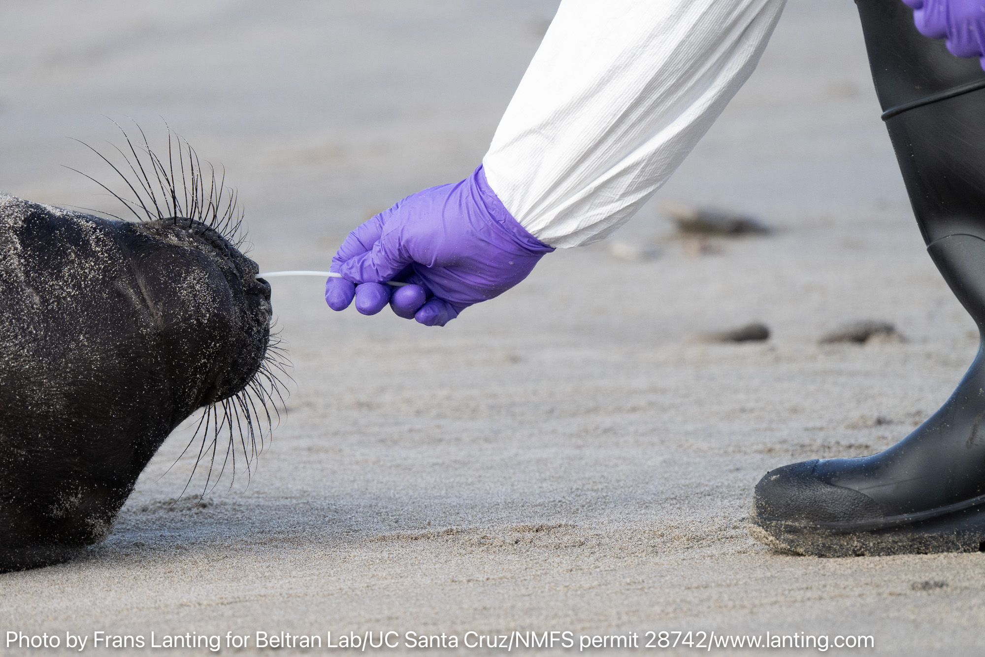 A person in gloves gently swabbing the nose of a seal on the beach.