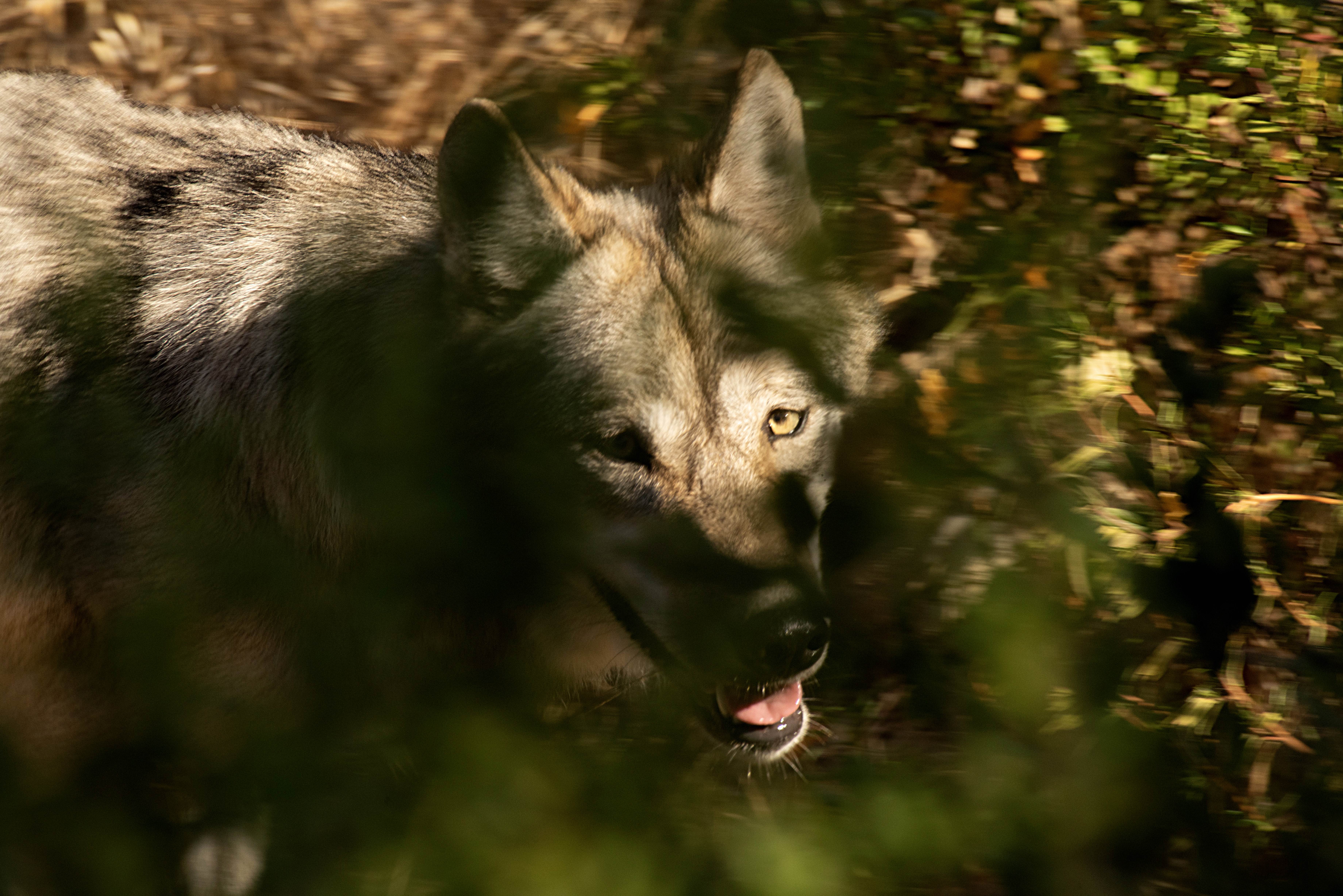 Gray wolf at the Oakland Zoo