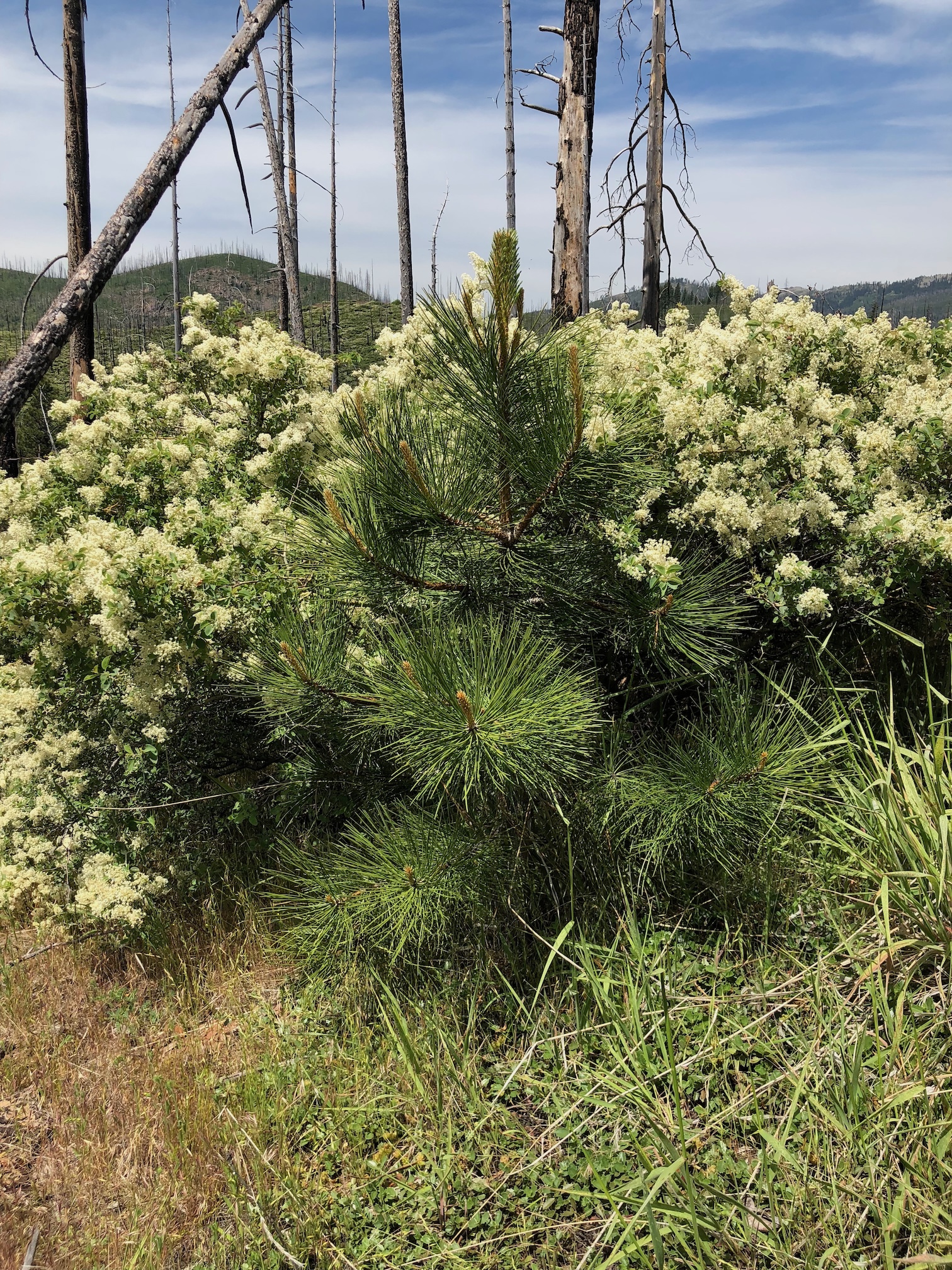 A young green pine tree grows aong shrubs and burned trunks of trees.