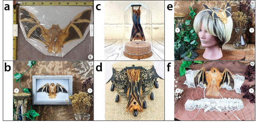 Grid of six photos showing examples of items including the bat Kerivoula picta for sale. Items include a vacuum sealed bat, bat hanging in bell jar, as comb on a mannequin's head, framed wall art, a choker and affixed to a garter.