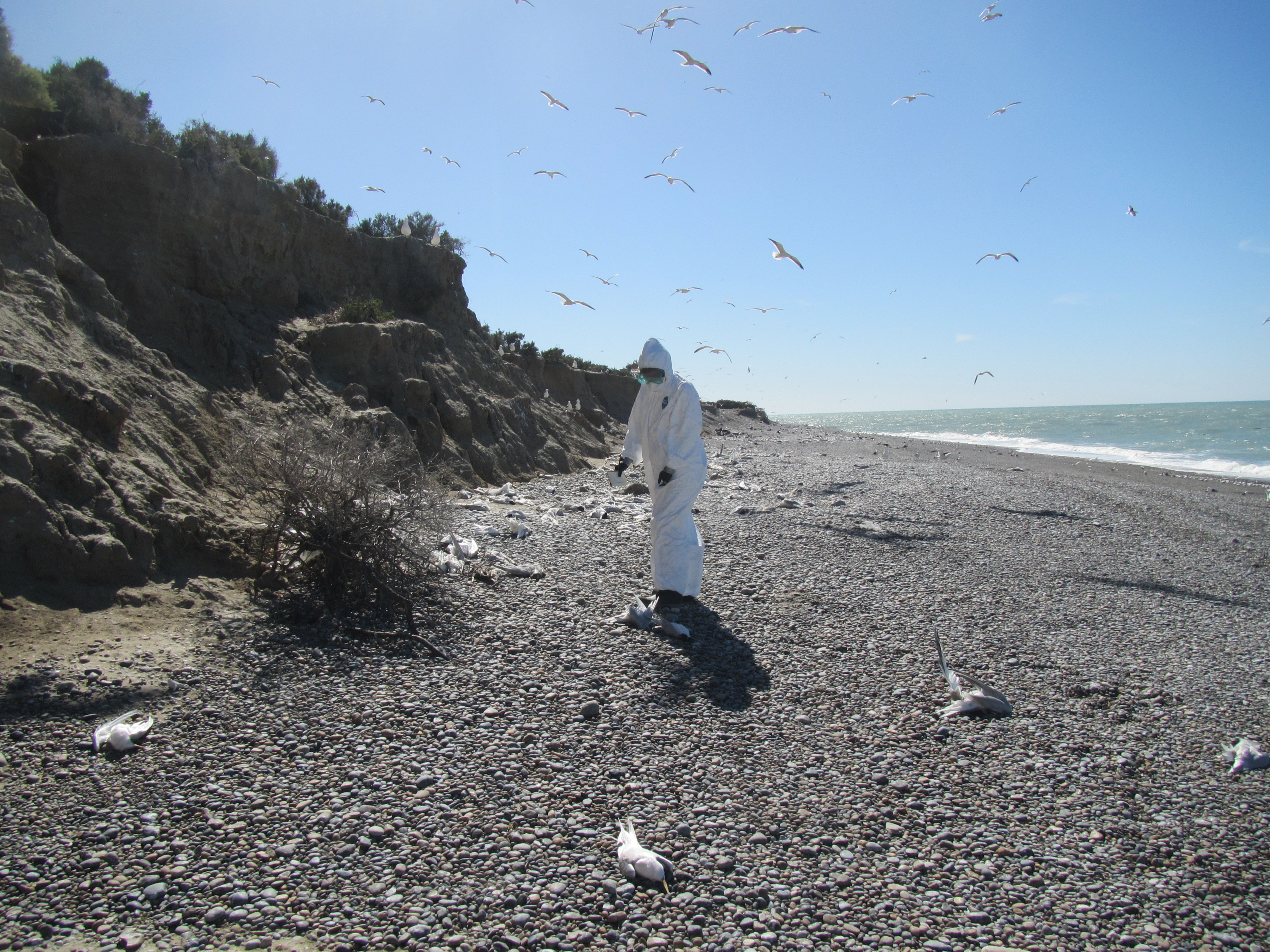 Woman in white protective PPE counts dead terns on beach in Argentinaa