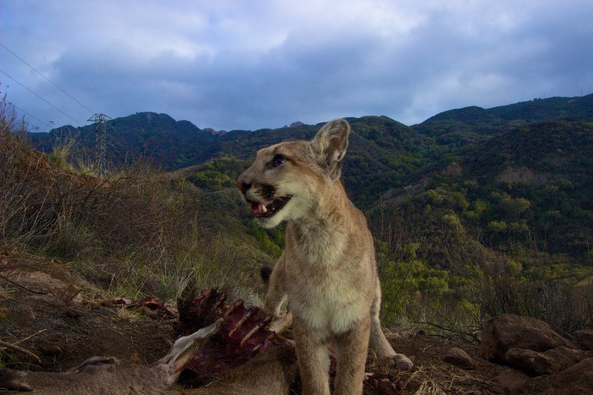 mountain lion kitten in mountains licks mouth while enjoying meal, bones show from a carcass