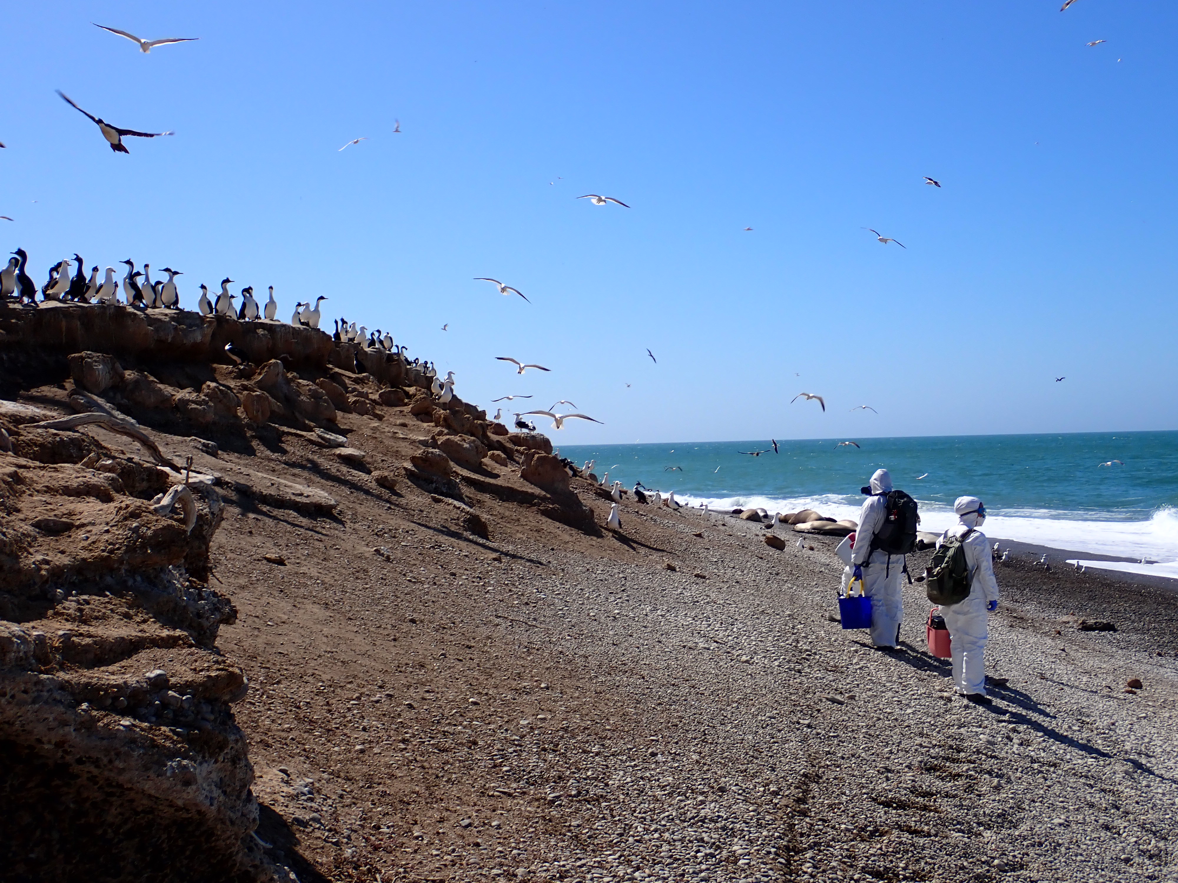 Two scientists in protective white suits survey for signs of HPAI at a seabird colony along the beach as birds fly or sit on rocks. 