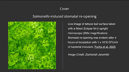 Abstract green organic patterns resembling a textured surface.