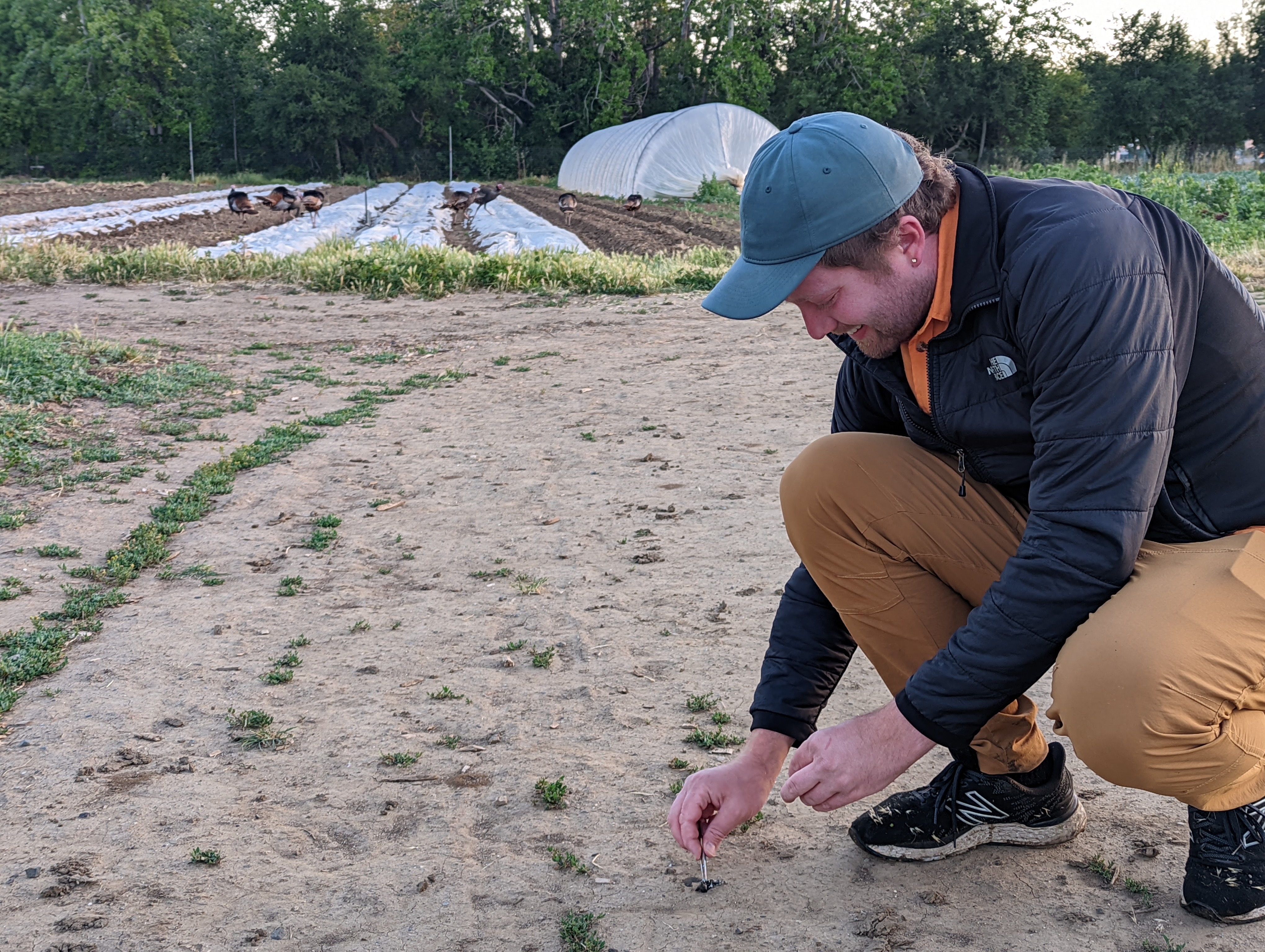 Man crouches down with tweezers to pick up bird poop on farm. Turkeys wander among crop rows in background.