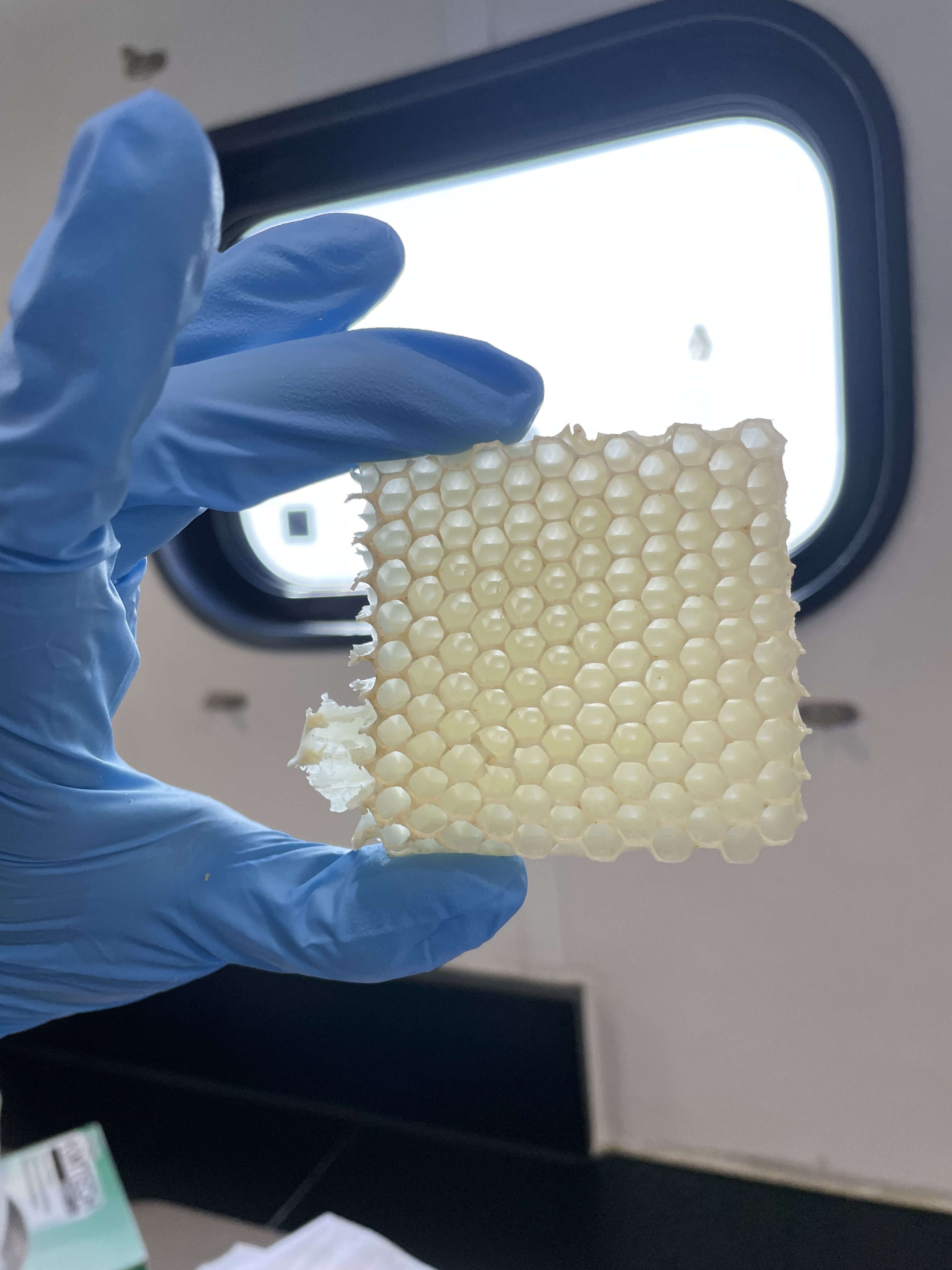 Blue-gloved hand holding translucent honeycomb paraffin wax panel panel against bright window