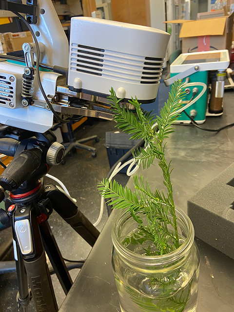 Small green redwood cutting with feathery leaves in glass jar on lab bench, equipment behind