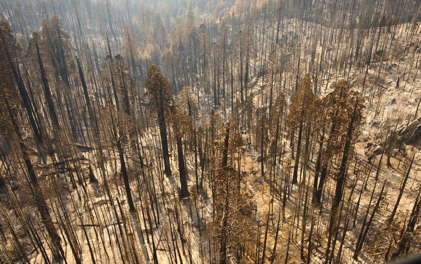 Aerial view of a burned forest with charred standing trees and ash-covered ground.
