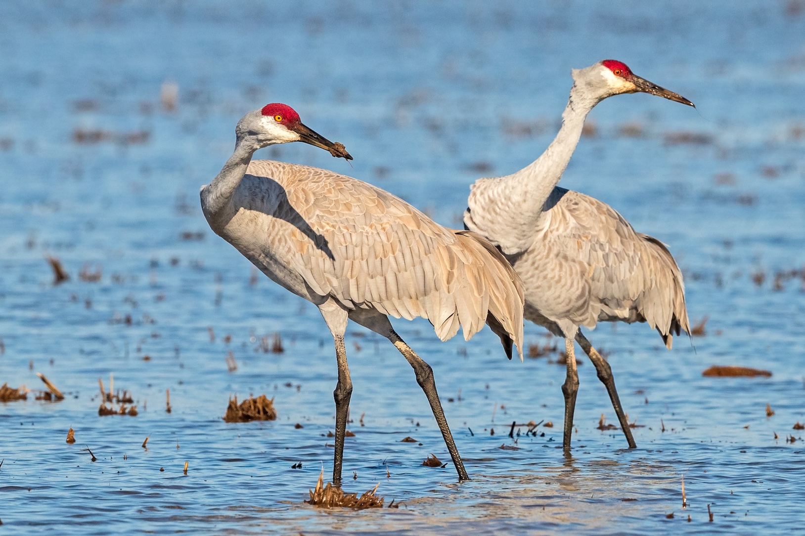 Two sandhill cranes with white bodies and red coloring around the eyes look to their left in a wet rice field