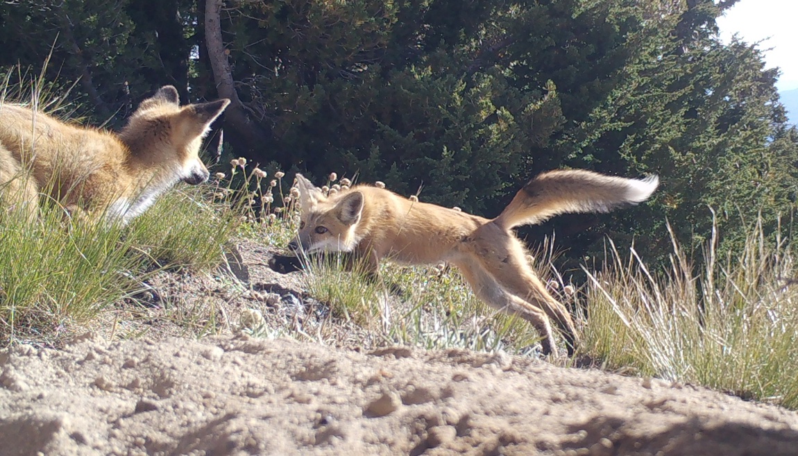 two red fox pups playfully chase each other outsde