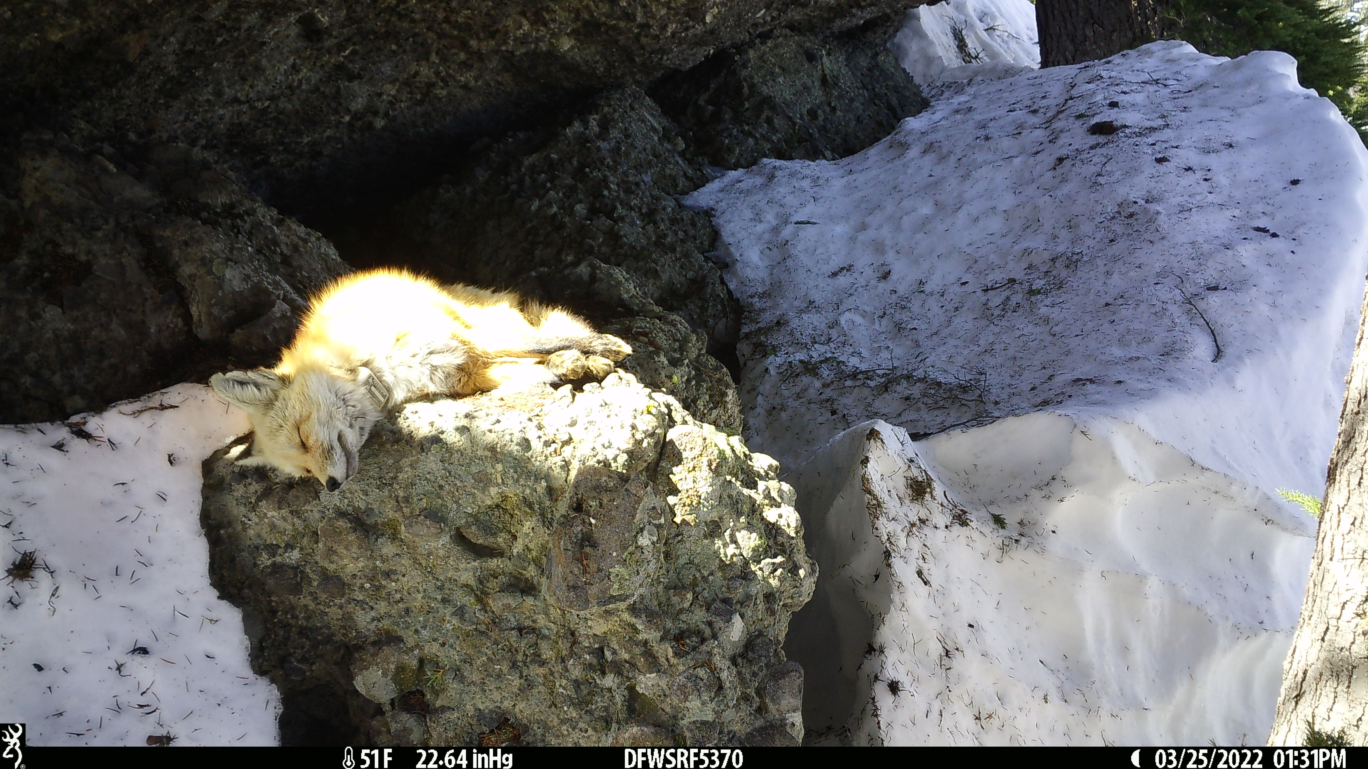 red fox sunbathes in front of den on rock by snow near Lassen Peak, California