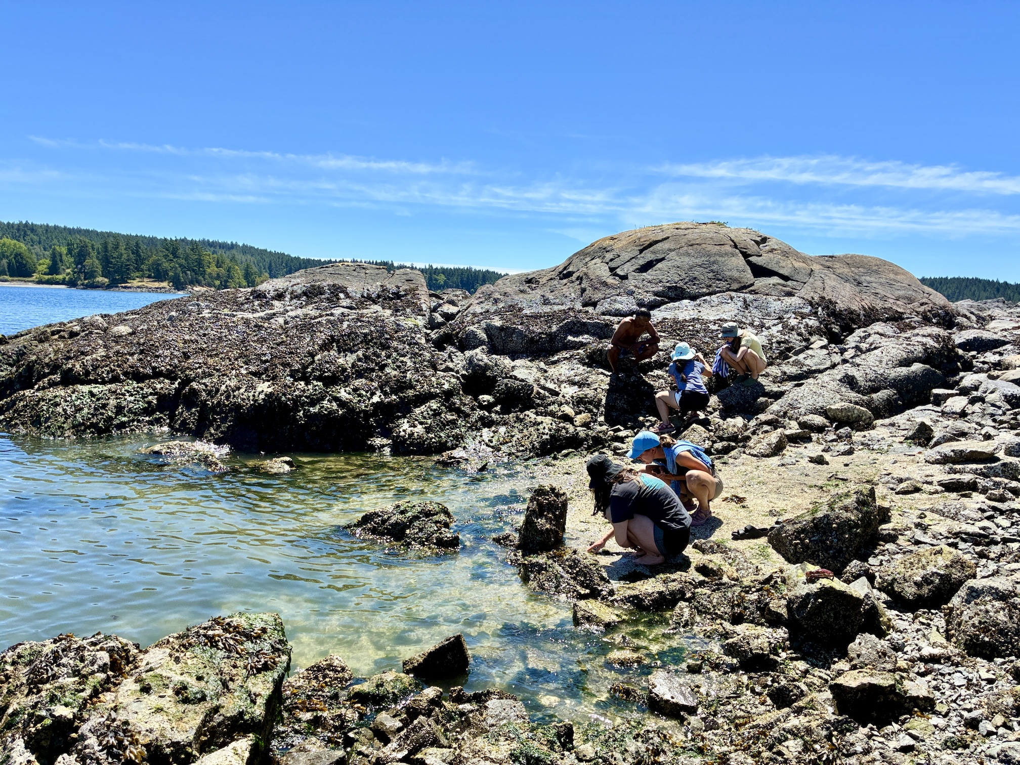 People exploring tidepools among large barnacled rocks on a sunny blue-sky shoreline