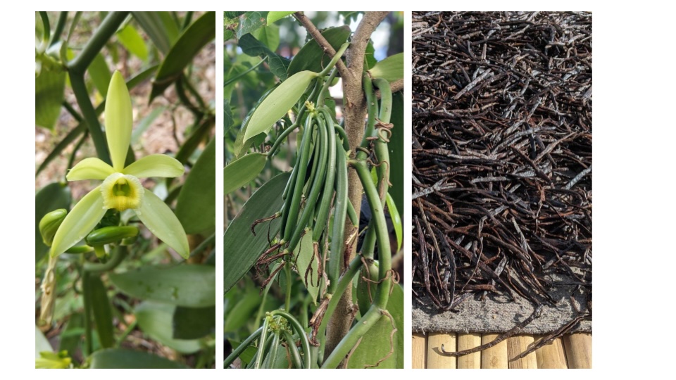 Composite image of 3 vertical photos of vanilla plant. From left, flowering, mature green pods, and cured black vanilla.