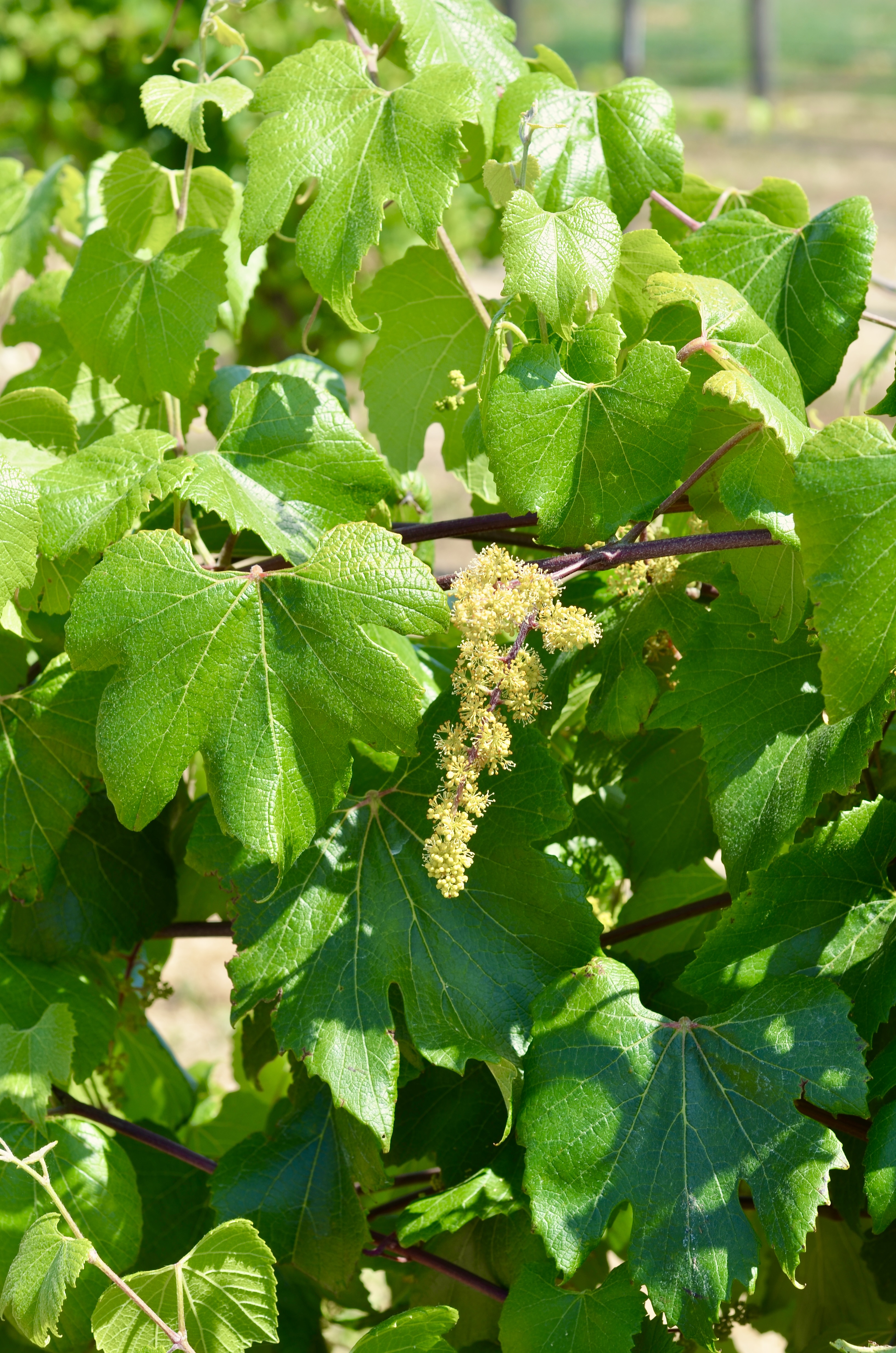 Vitis berlandieri grapevine